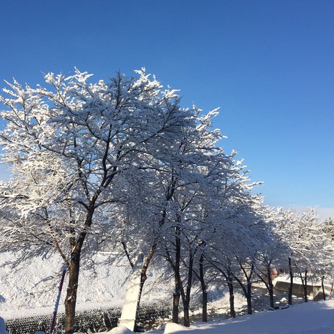 雪景色と春を思わせるもの_d0182179_18574927.jpg