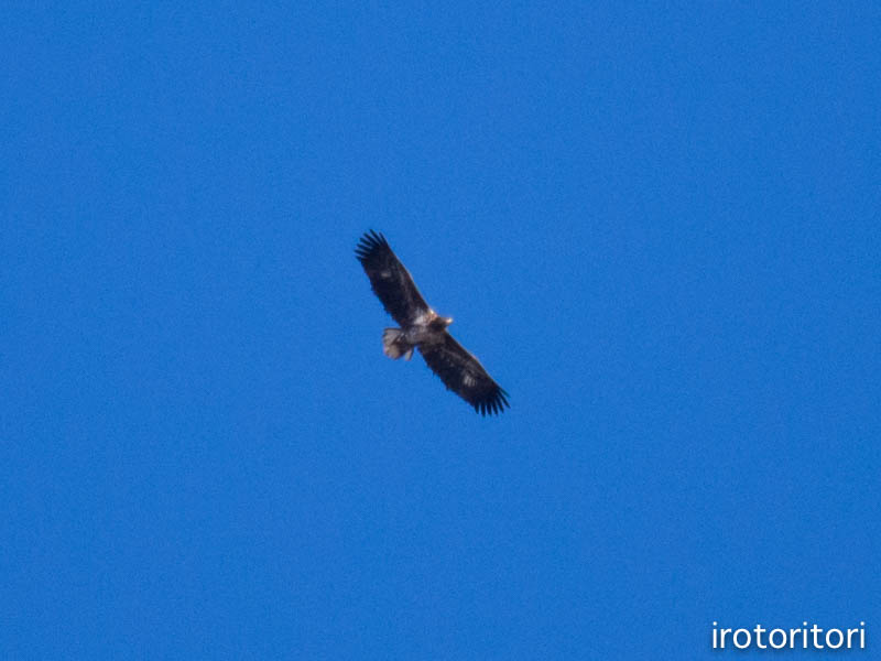 釧路旅日記　その4　（オオワシ・ハクチョウ・シノリガモ他）　　2016/01/08_d0146592_22405275.jpg