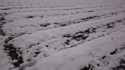 c0163102_2215348.jpg