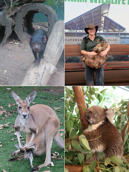 オーストラリア旅行③動物園_e0135619_21213737.jpg