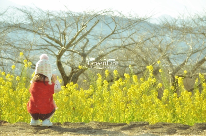 菜の花と小さなカメラ女子♡_f0321522_10465989.jpg