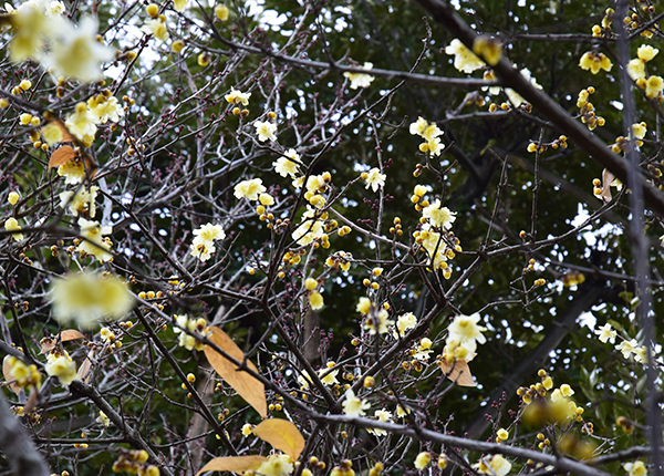 ◆花情報◆蠟梅(ろうばい)の花_a0134734_1555171.jpg