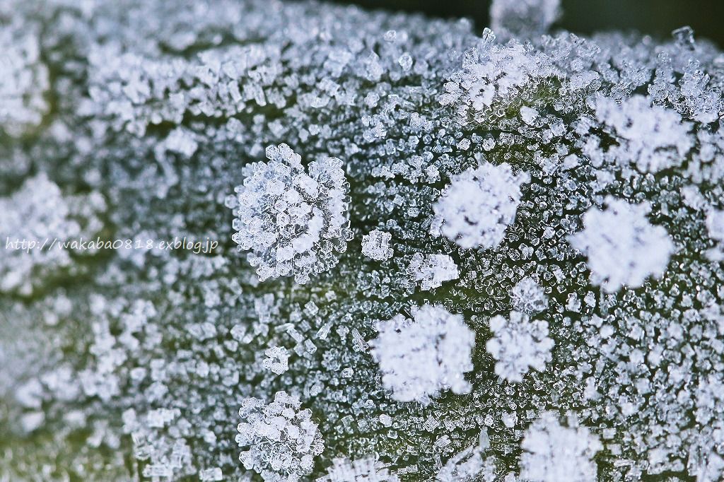 霜の芸術をマクロで！！！_e0052135_175154.jpg