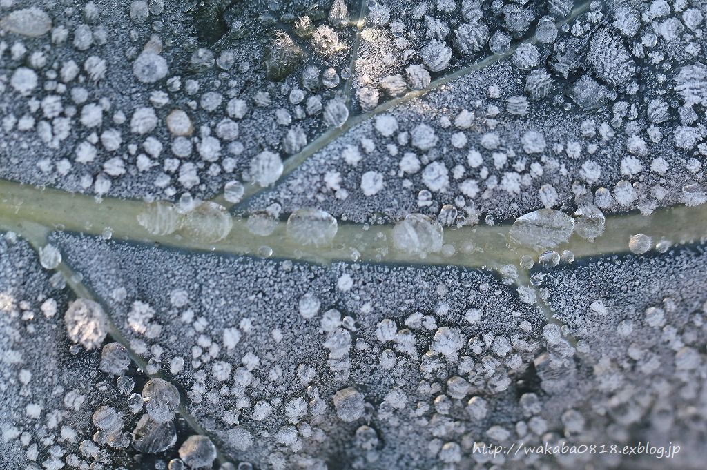 e0052135_1754616.jpg