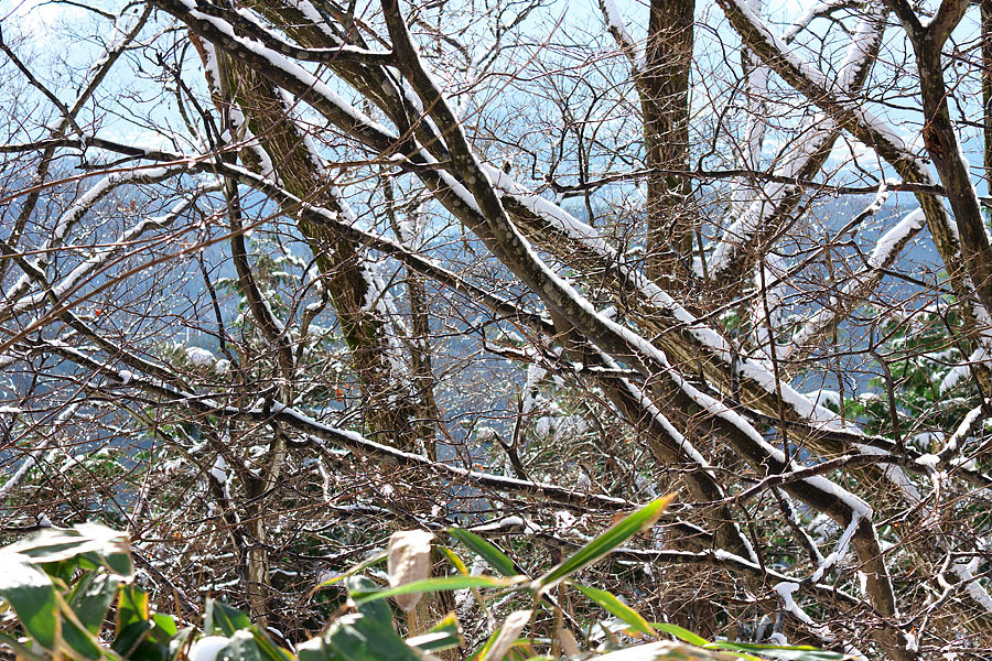 大岡山雪景色’１５　＃２_c0067040_22551161.jpg