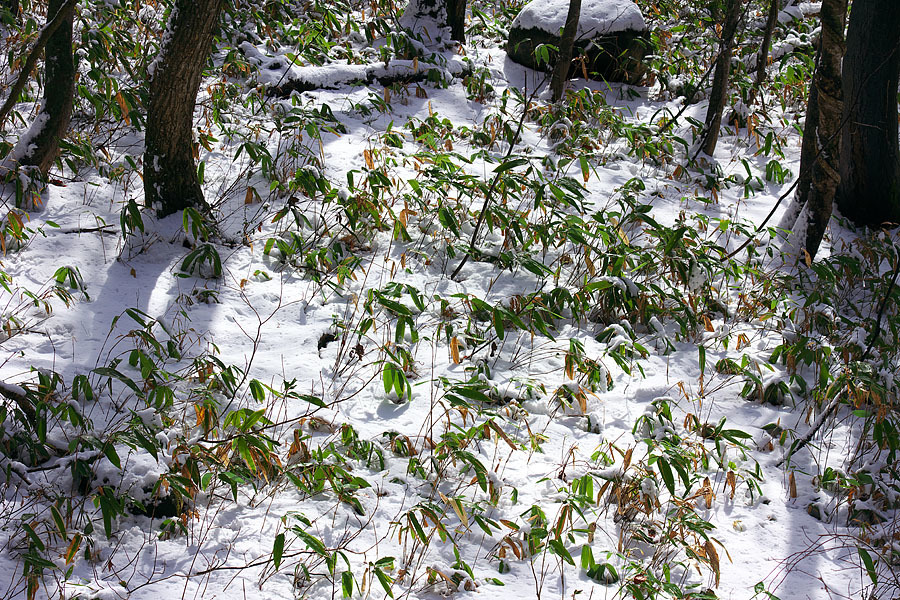 大岡山雪景色’１５　＃２_c0067040_22555835.jpg