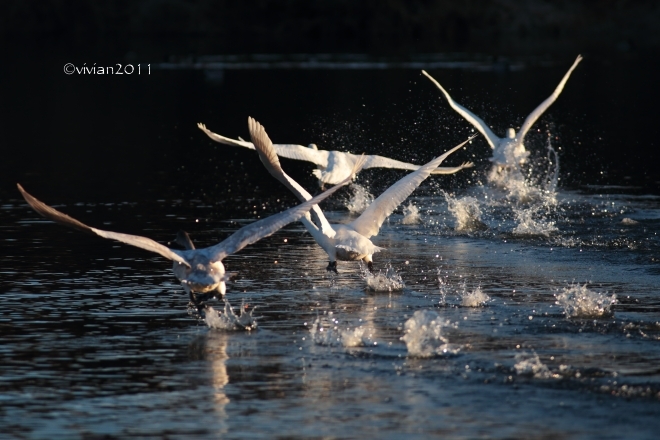 大田原 羽田沼周辺2016 ~白鳥と野鳥の楽園~_e0227942_20401077.jpg