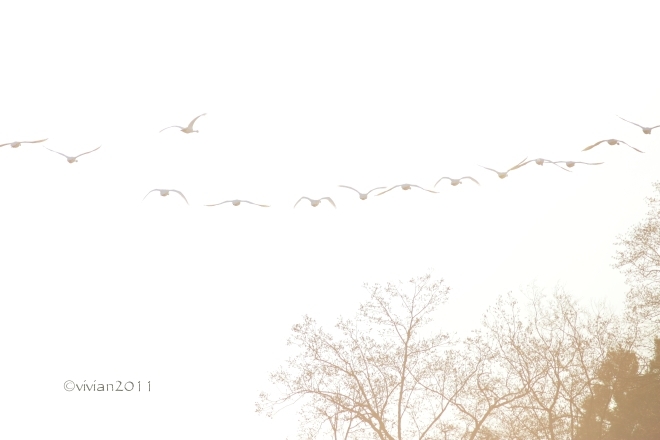 大田原 羽田沼周辺2016 ~白鳥と野鳥の楽園~_e0227942_20405547.jpg