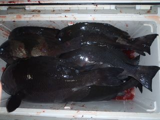 徳島県牟岐大島磯「12番」一番_e0061751_624885.jpg