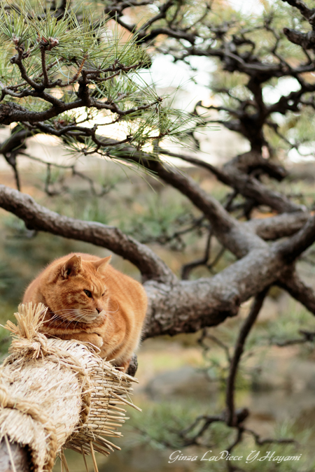 猫のいる風景　日比谷公園　こも巻きチャッピー_b0133053_1193856.jpg