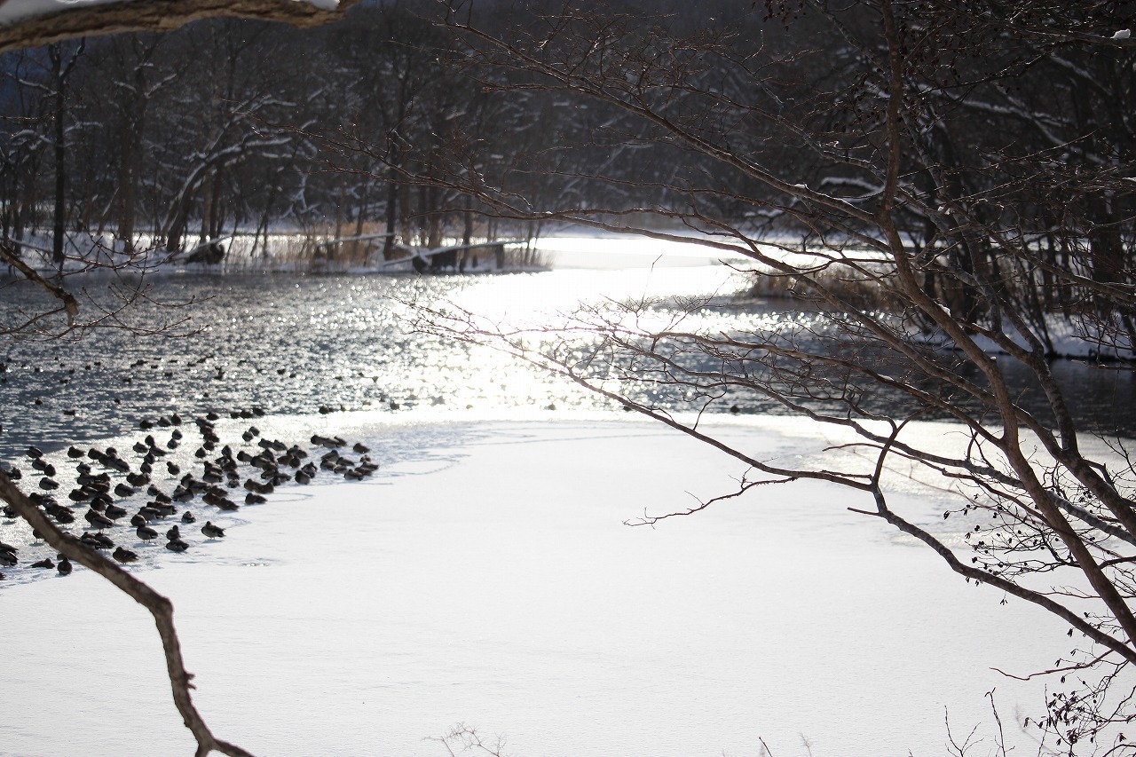 1月10日　雪が降ったりやんだりの大沼公園　５_b0250154_22482936.jpg