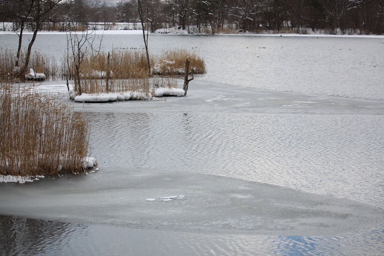 1月10日　雪が降ったりやんだりの大沼公園　５_b0250154_22490606.jpg