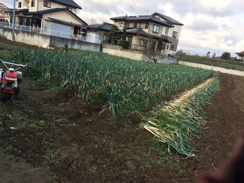 『松代一本ねぎ』情報!_f0320754_033464.jpg