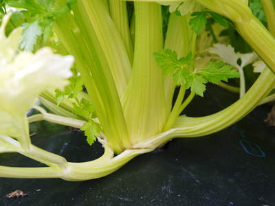 熊本セロリ「清正人参」 これぞ“本物”の美味さ!最旬『セロリ』をお届けします!!_a0254656_17245631.jpg