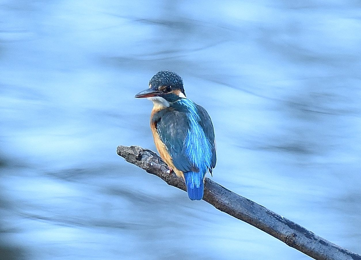 ７時半のカワセミ_c0205858_15460731.jpg