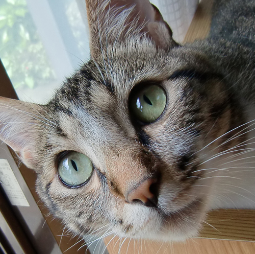 猫さんの数だけ、個性があります。_d0165160_10144432.jpg