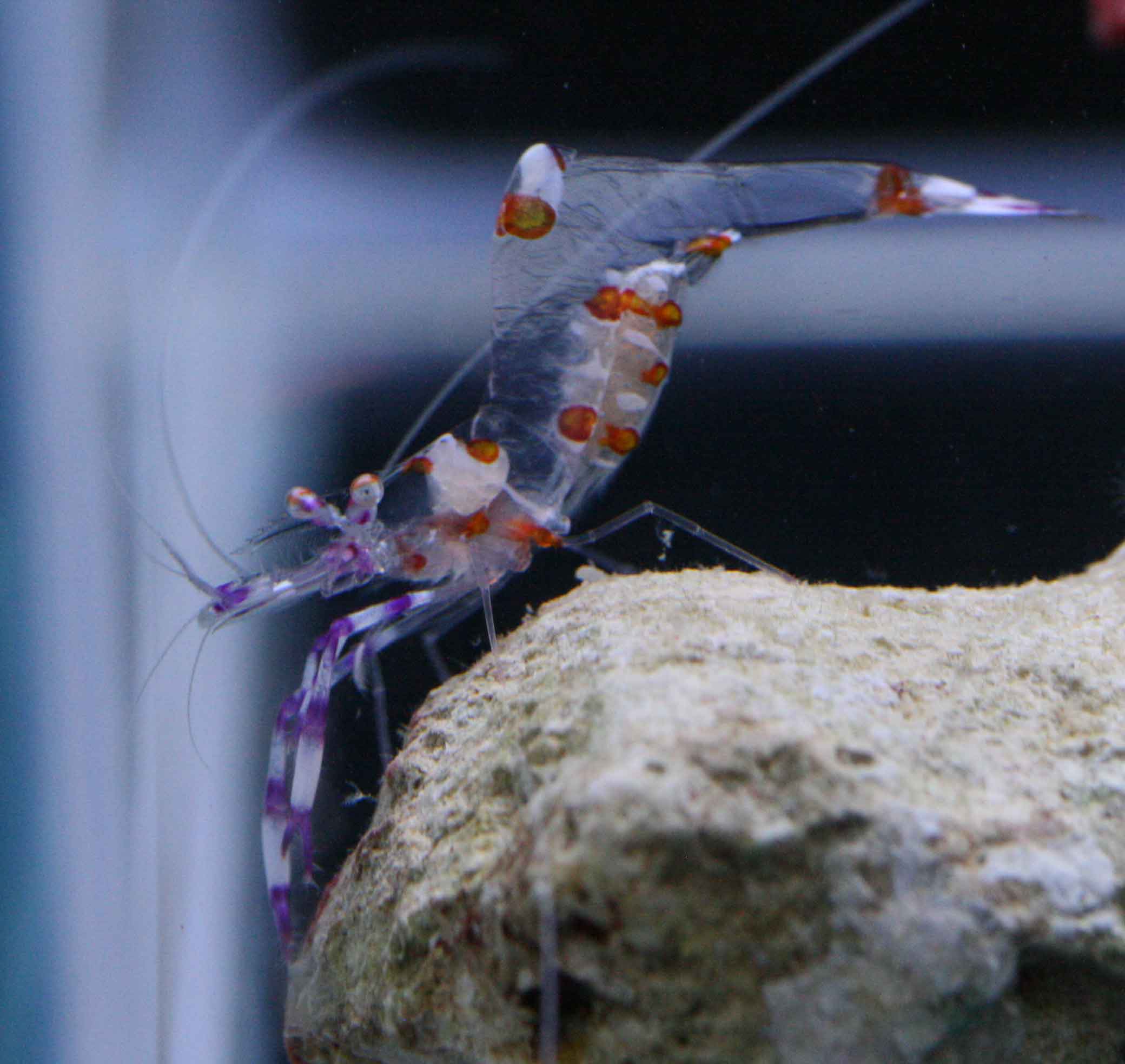 カクレエビは撮影が難しい ビーボックスアクアリウム松戸店 海水魚 サンゴ情報 カクレエビは撮影が難しい ビーボックスアクアリウム松戸店 海水魚 サンゴ情報