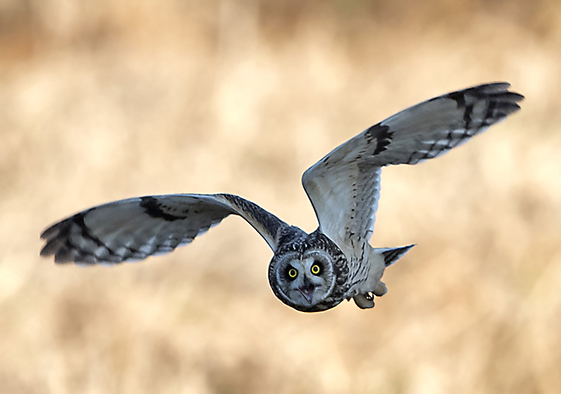 コミミズクのお口_e0289167_1859237.jpg