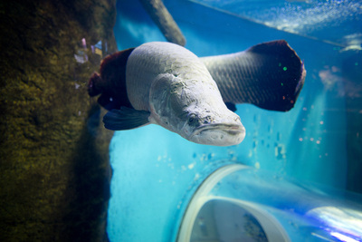 夜の須磨水族園で撮影を楽しんでみる♪_e0303274_11301236.jpg