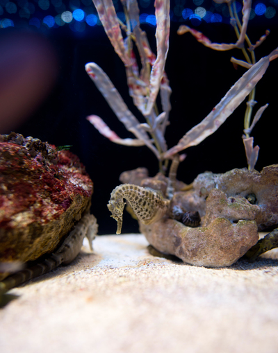 夜の須磨水族園で撮影を楽しんでみる♪_e0303274_725043.jpg