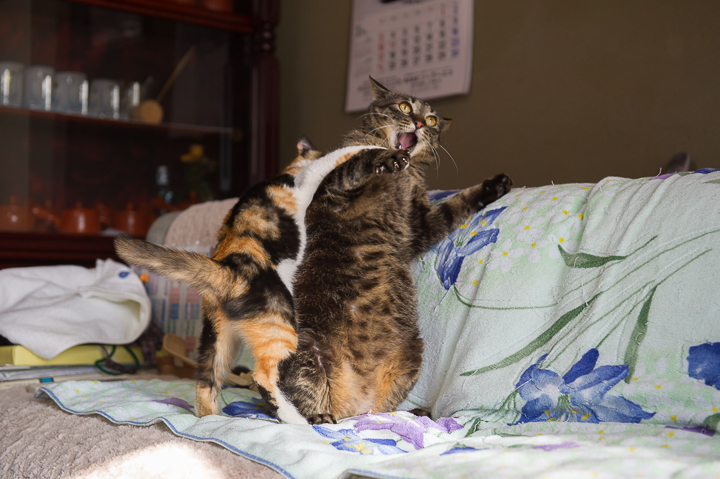 決定的瞬間 ネコは猫でも 野良猫写真