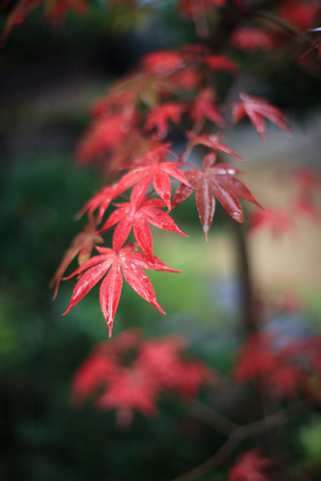 京都83 2015年11月17日 雨紅葉_c0216179_0245224.jpg