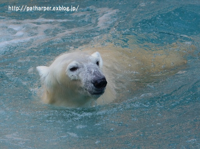 ２０１５年１１月　天王寺動物園　その５　Shilka 701日齢_a0052986_723553.jpg