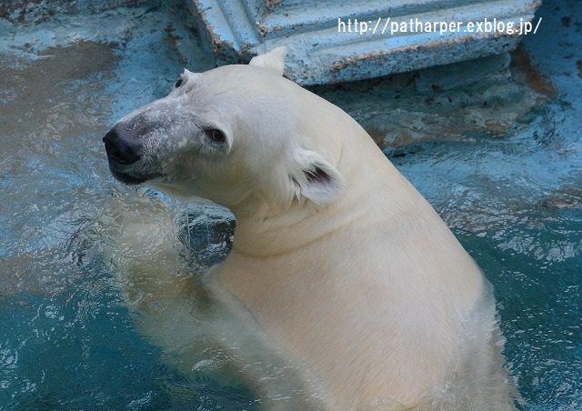 ２０１５年１１月　天王寺動物園　その５　Shilka 701日齢_a0052986_7264322.jpg