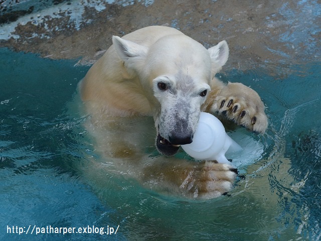 ２０１５年１１月　天王寺動物園　その５　Shilka 701日齢_a0052986_7272441.jpg