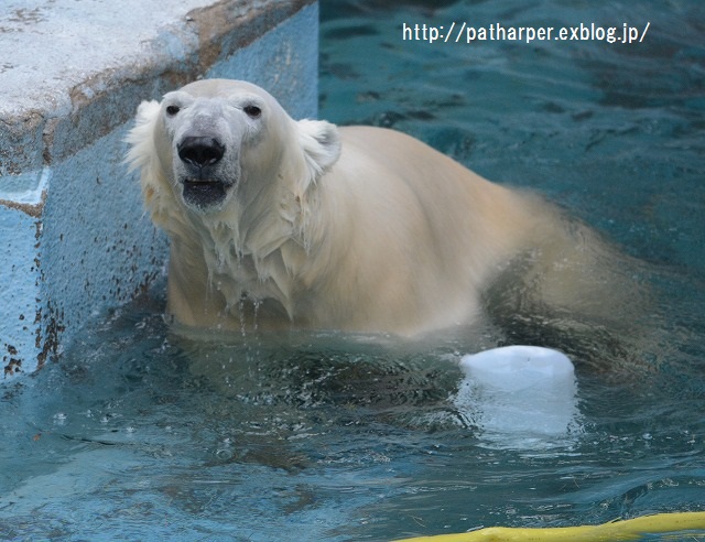 ２０１５年１１月　天王寺動物園　その５　Shilka 701日齢_a0052986_7275840.jpg