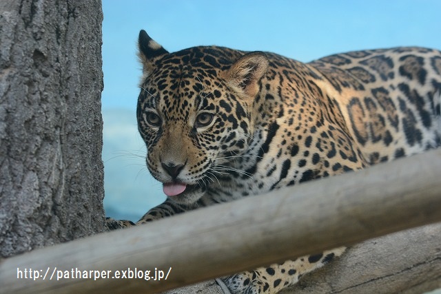 ２０１５年１１月　天王寺動物園　その５　Shilka 701日齢_a0052986_733616.jpg