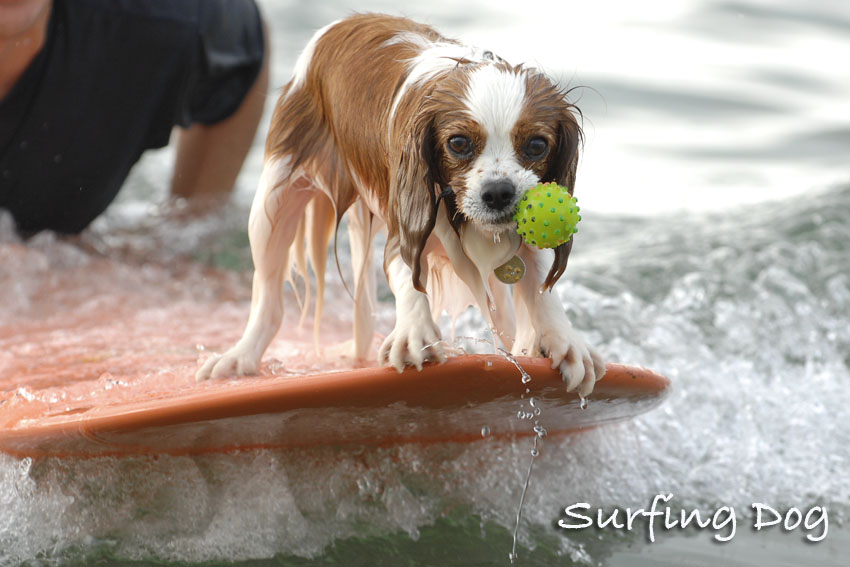 サーフィン犬に挑戦！（させられたとー）(*^^)v_f0112087_20281445.jpg