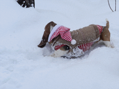 f0205887_13352146.gif