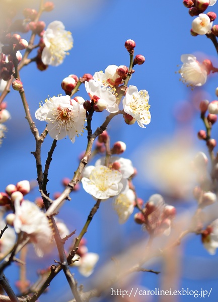 今年の梅は、更に早咲き　Ume Blossoms on My Garden_d0025294_1825223.jpg