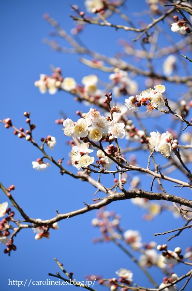 今年の梅は、更に早咲き　Ume Blossoms on My Garden_d0025294_183087.jpg