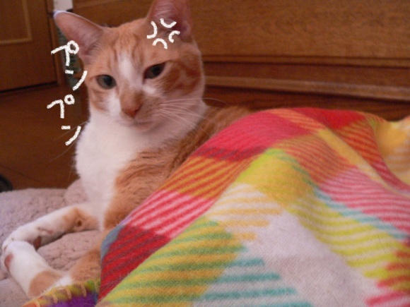 ギンコの趣味?_a0333195_20301021.jpg