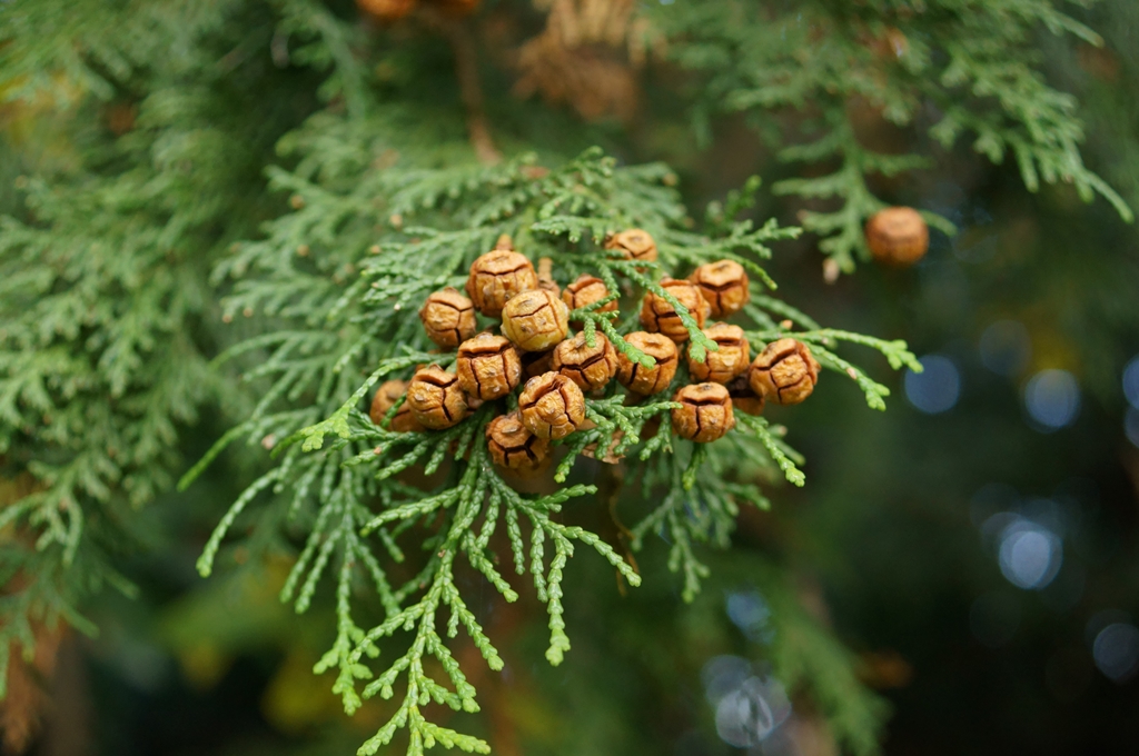 c0334300_561752.jpg