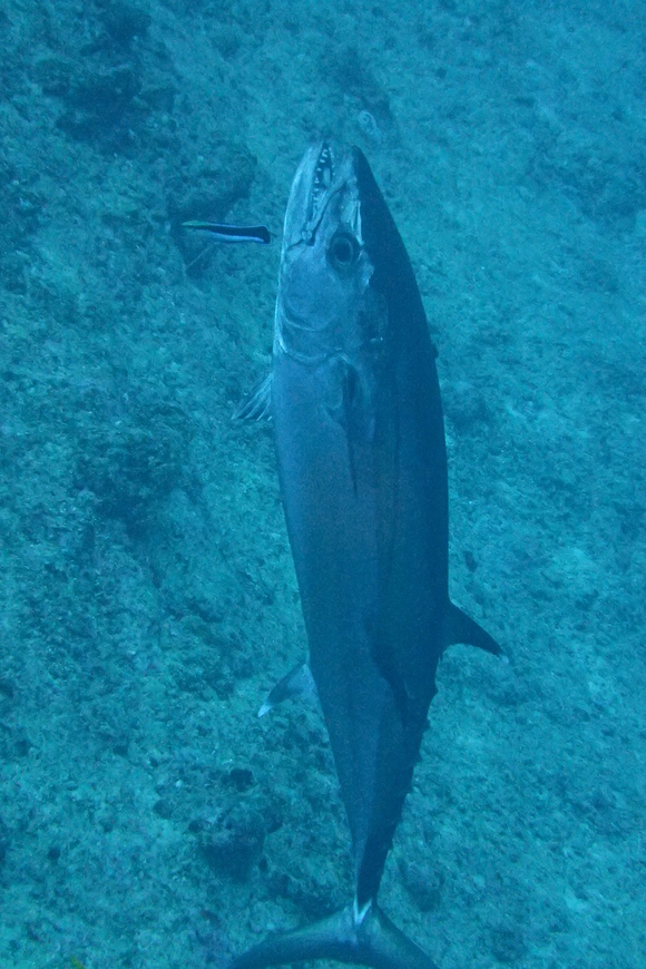 f0121701_1752945.jpg