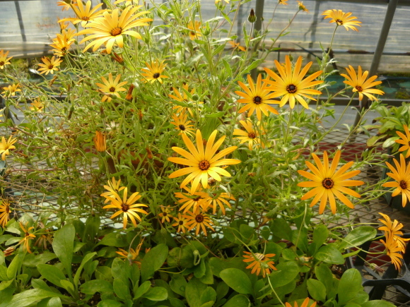 a0139007_17372862.jpg