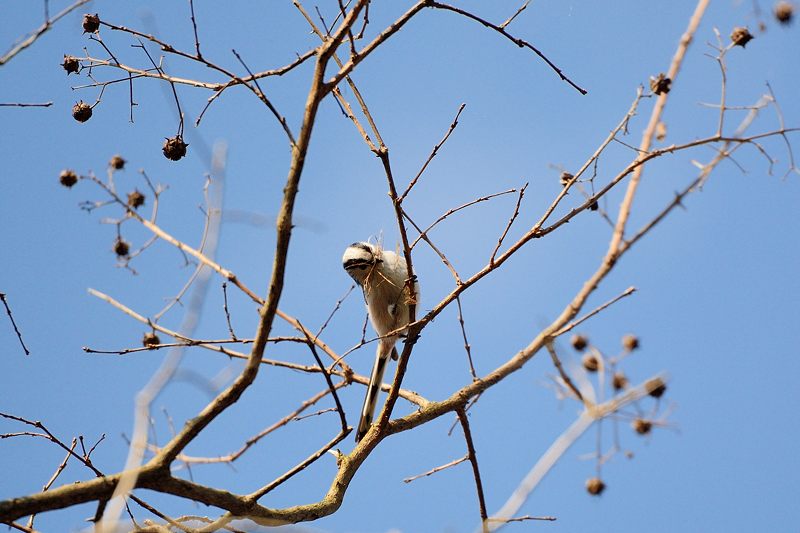 冬景色となんちゃって鳥屋さん@京都府立植物園_f0032011_19395656.jpg