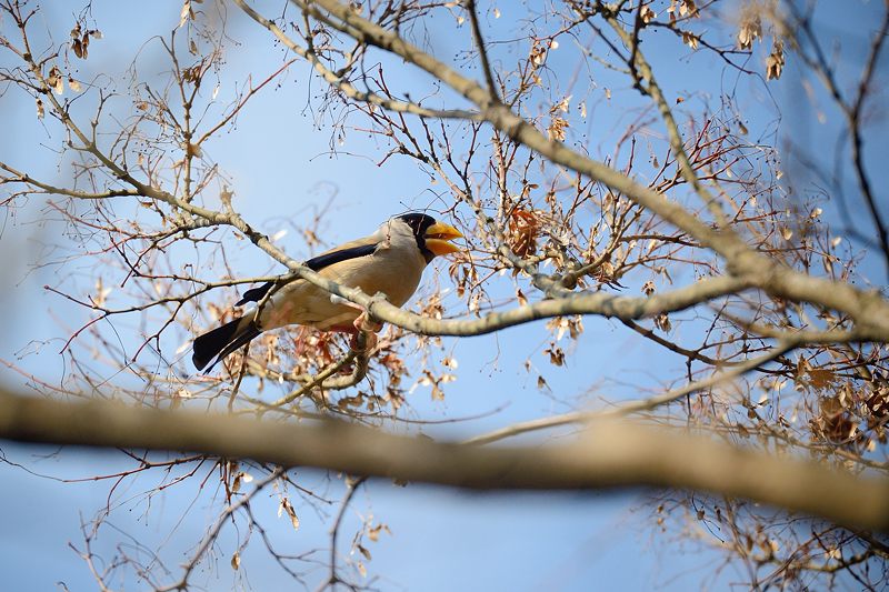 冬景色となんちゃって鳥屋さん@京都府立植物園_f0032011_19401170.jpg