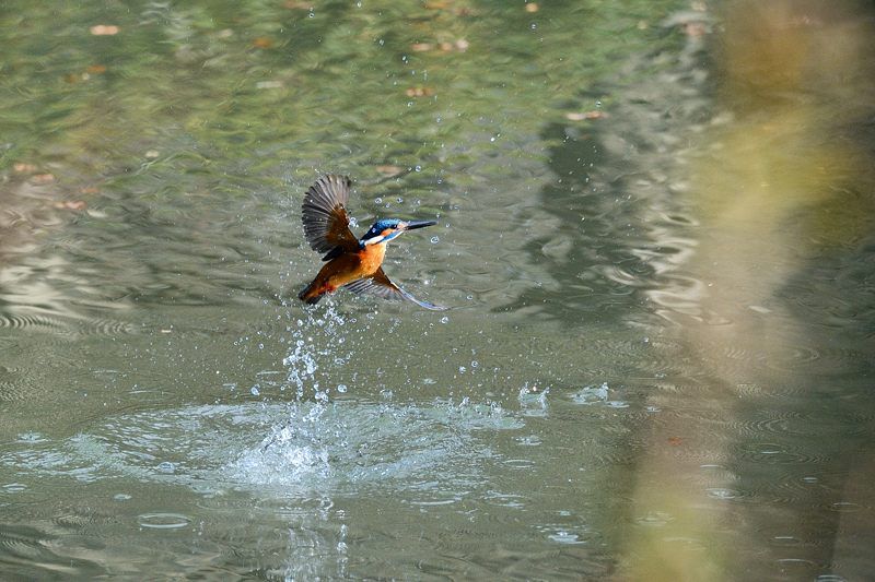 冬景色となんちゃって鳥屋さん@京都府立植物園_f0032011_19411362.jpg