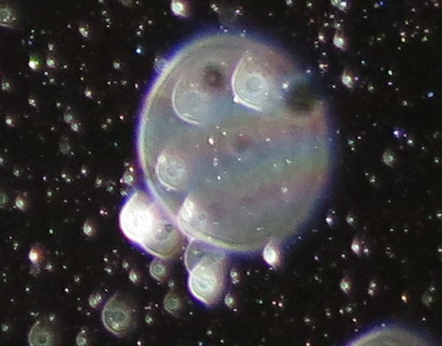 c0331825_12395579.jpg