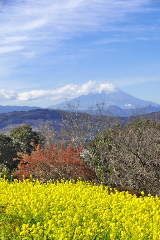 吾妻山公園_d0029744_15225575.jpg