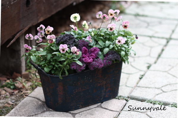ビオラ ピンクコアラを使った寄せ植え さにべるスタッフblog Sunny Day S Garden