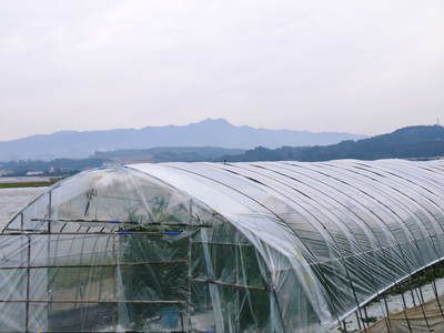スナップエンドウ「シャキ甘“菊光”」 最盛期のスナップエンドウと次世代の芽カギ作業_a0254656_1656422.jpg