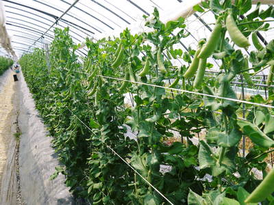 スナップエンドウ「シャキ甘“菊光”」 最盛期のスナップエンドウと次世代の芽カギ作業_a0254656_1659983.jpg