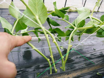 スナップエンドウ「シャキ甘“菊光”」 最盛期のスナップエンドウと次世代の芽カギ作業_a0254656_17501117.jpg