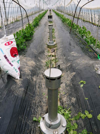 スナップエンドウ「シャキ甘“菊光”」 最盛期のスナップエンドウと次世代の芽カギ作業_a0254656_1783758.jpg
