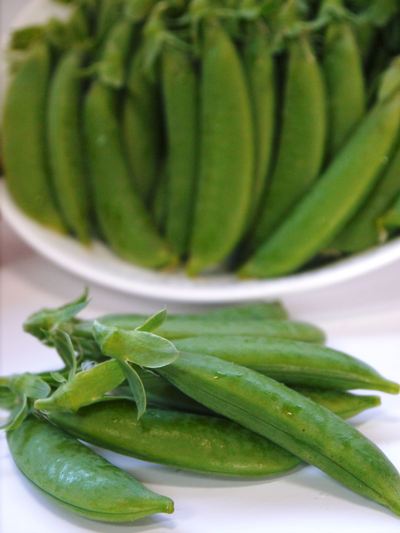 スナップエンドウ「シャキ甘“菊光”」 最盛期のスナップエンドウと次世代の芽カギ作業_a0254656_1834783.jpg